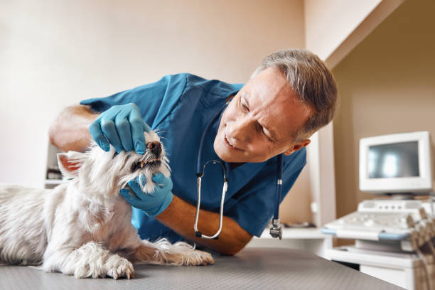 Best After-Hours Emergency Dentist in Lomira, WI